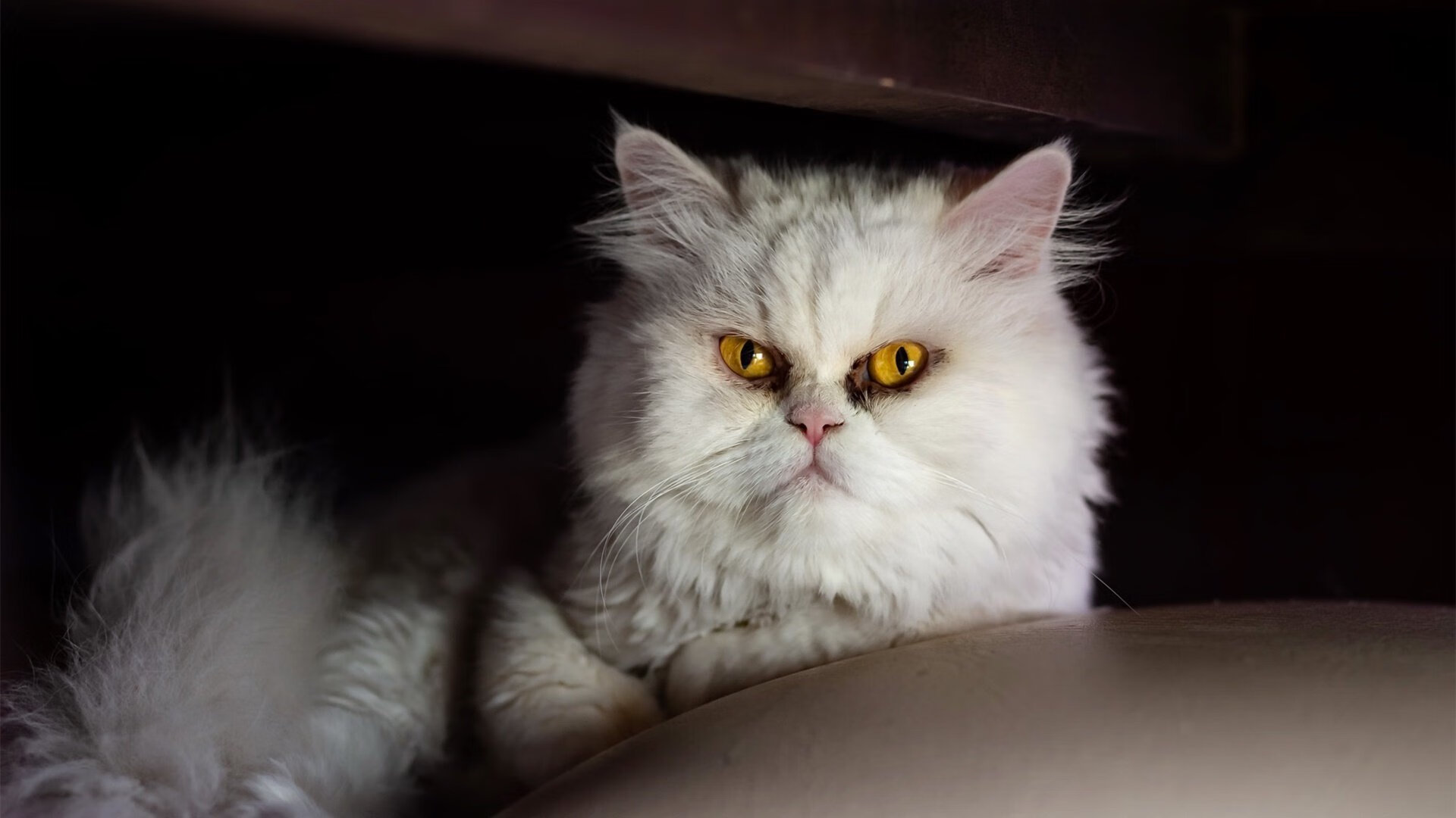 “法国足球争霸战:豪门争锋,悬念不断”,搜索法国足球