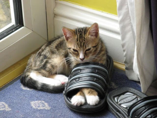 爱游戏电竞同步-克罗地亚马术协会与欧洲马术协会签署合作协议，共同举办国际赛事。